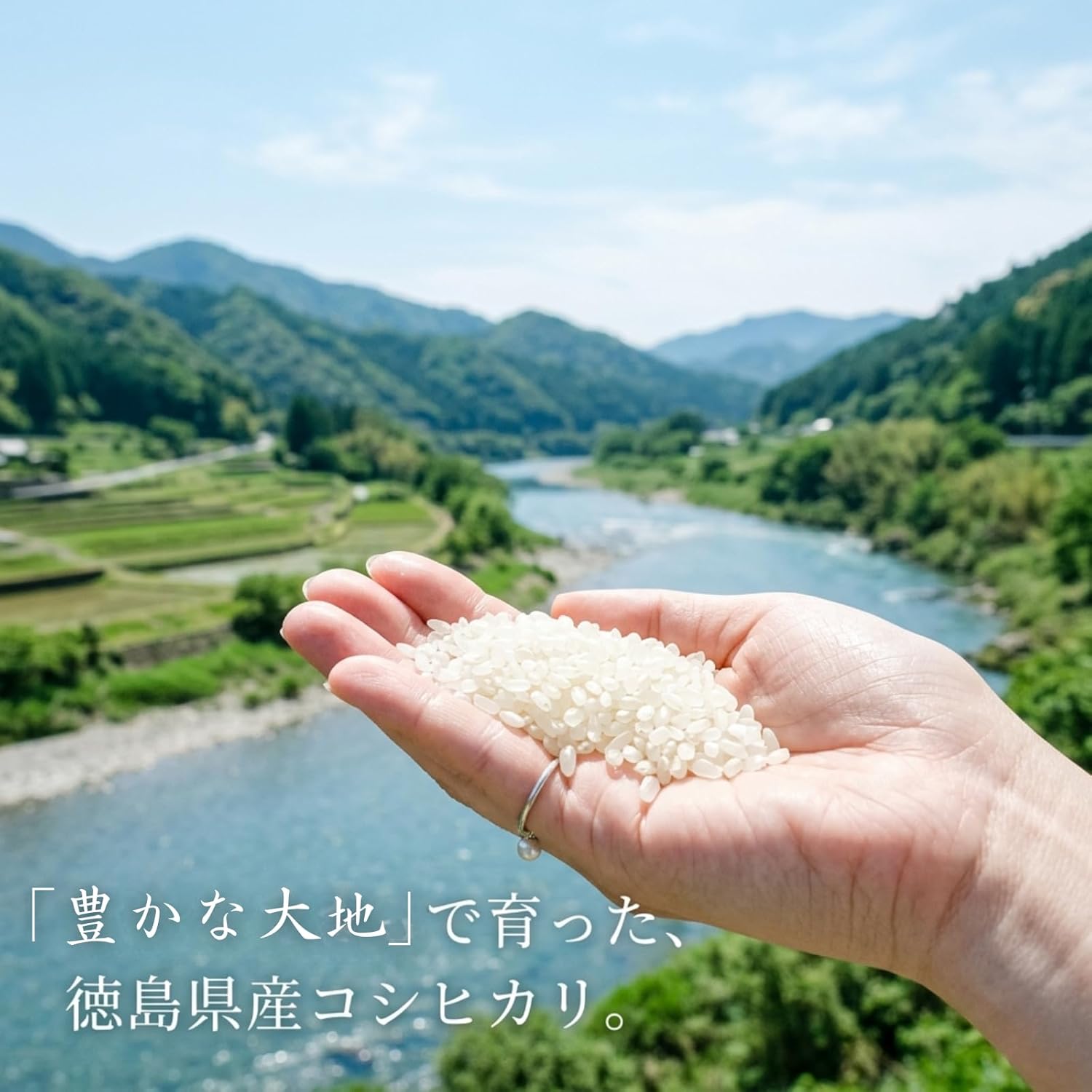 新米【徳島県産 コシヒカリ100% 】令和8年度産 – 鳴門屋ストア